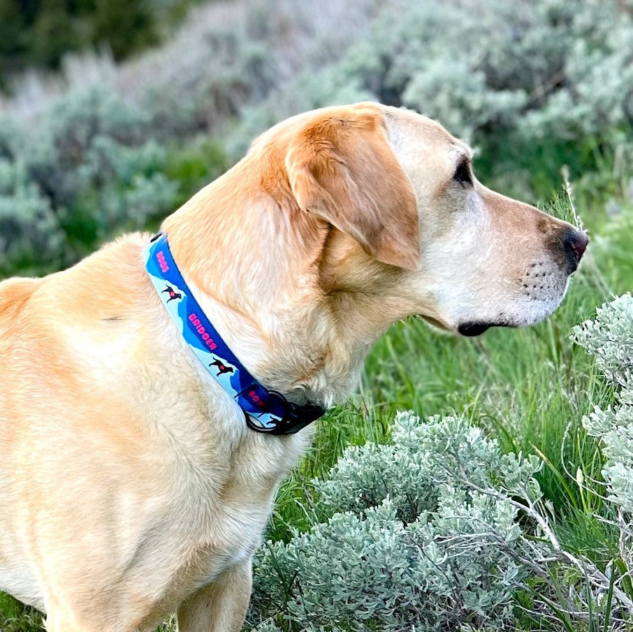 Dog leash outlet pole